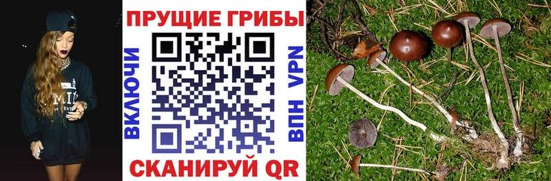 Купить  Покачи  Галлюциногенные грибы ЛСД 
